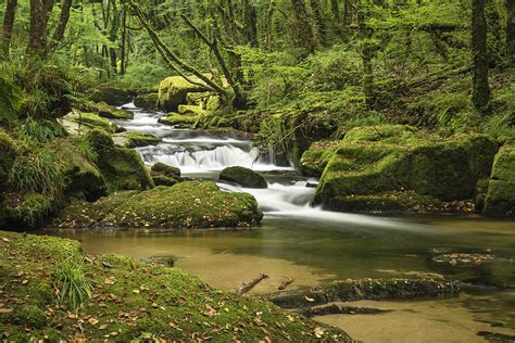 Beautiful Forest Stream Landscape Flowing Through Woodland With 25 Photograph By Matthew Gibson
