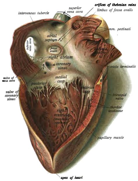 Anatomy Thorax Heart Fossa Ovalis Article