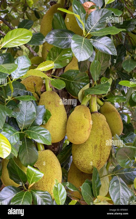 Leaf Jackfruit Tree Artocarpus Heterophyllus Hi Res Stock Photography