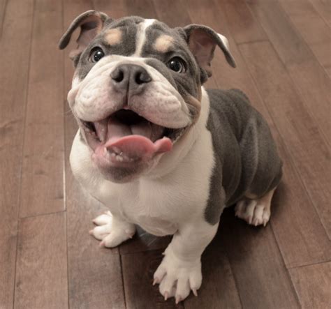 Tips on Caring For an English Bulldog Puppy