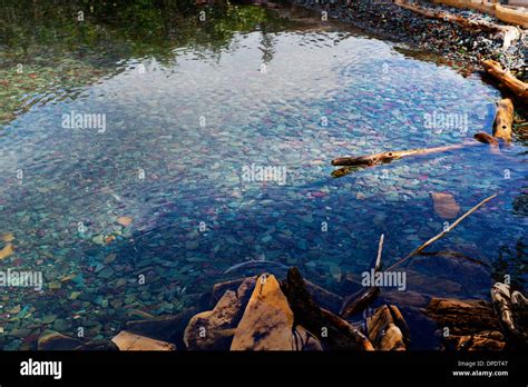 Pond With Pebbles Glacier National Park Montana Usa Stock Photo Alamy