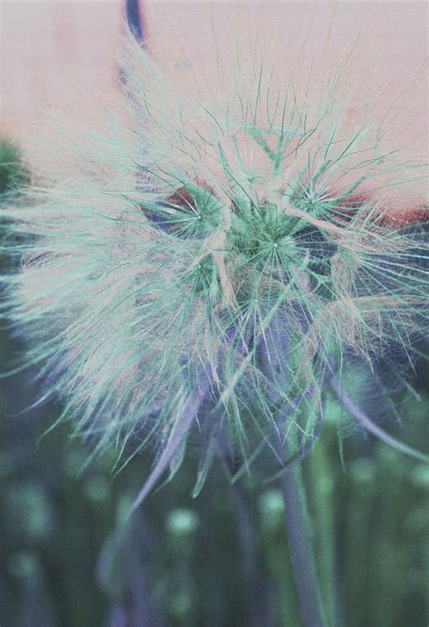 Colorful Goatsbeard Photograph By Cathy Anderson Fine Art America