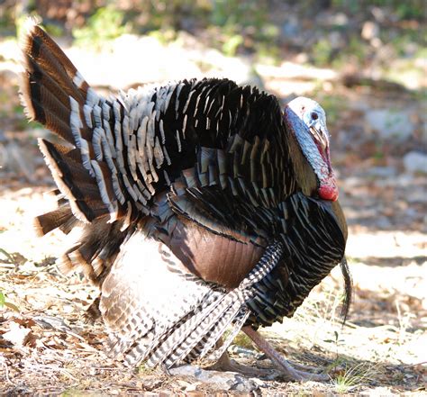 Wild Turkey Merriams John Chapple Flickr
