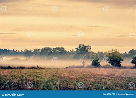 Misty Meadow Landscape Stock Photo Image Of Dusk Fall 43560720