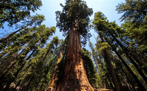 Download Redwood Trees Wallpaper Gallery