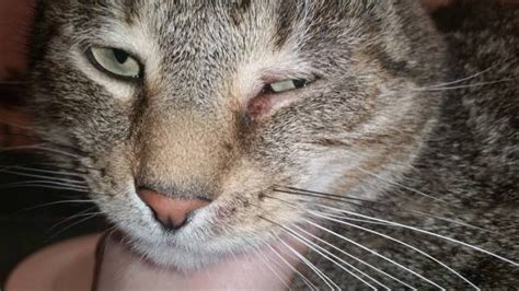 What are the signs and symptoms of herpes eye infections? Treating Cat's Crusty Eye and Chin | ThriftyFun