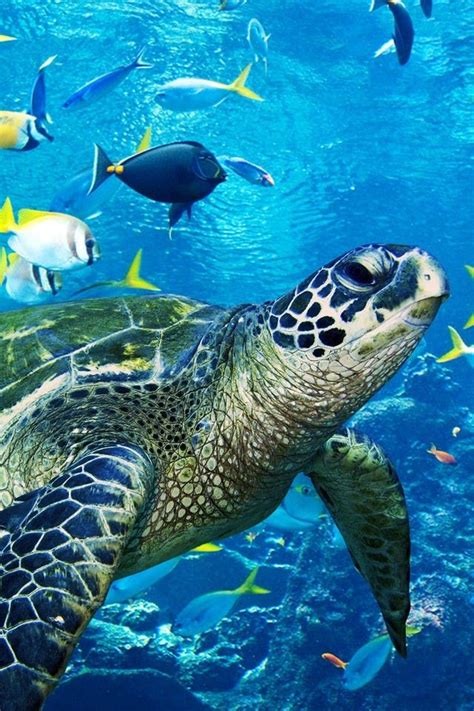 Sea Turtle Jigsaw Puzzle Sea Turtle Turtle Sea Animals