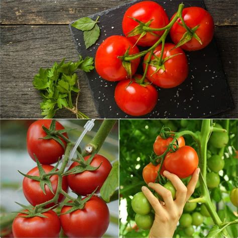 Buy Tomato Cascade Early Seeds Online Happy Valley Seeds