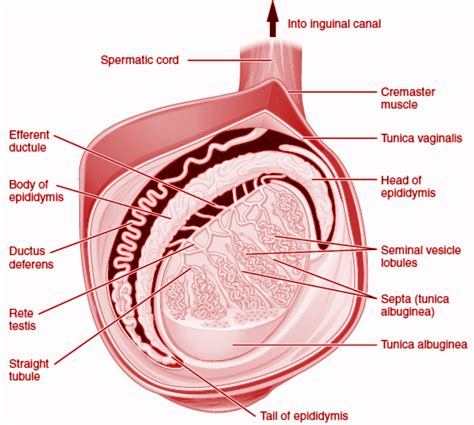 Sperms Are Stored In Thea Testisb Prostate Glandc Epididymisd Seminal Vesicle