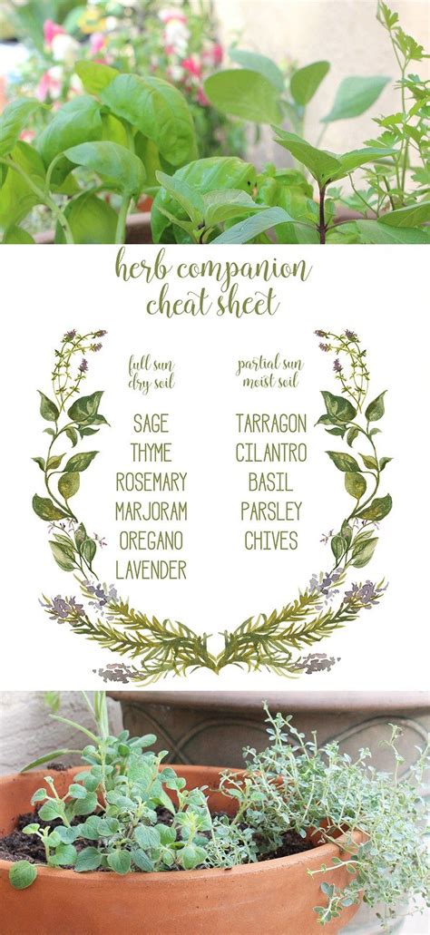 Getting Ready For Spring With An Herb Garden Eat Drink And Save