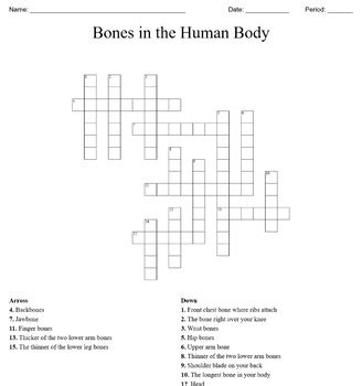 Our free online crosswords for the vocabulary list, anatomy (bones), are just a taste of our online study tools! Bone Anatomy Crossword / Anatomy And Physiology Tissue ...