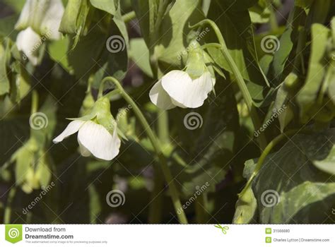 Sugar Snap Pea Blossom Stock Photo Image Of Botany Gardening 31566680