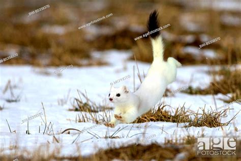 Ermine Stoat Short Tailed Weasel Mustela Erminea Running In A