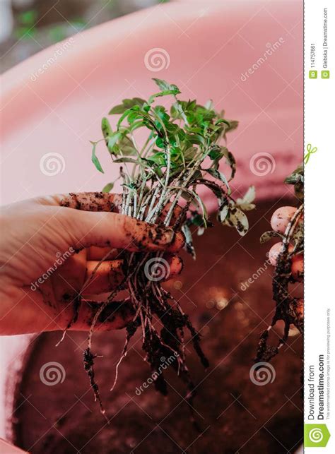 De Handen Wassen Kleine Groene Spruiten In Roze Container Stock