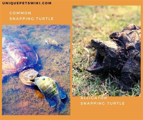 Common Snapping Turtle Vs Alligator Snapping Turtle As Pets Full Comparison