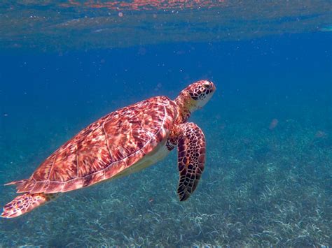 Free Images Water Nature Ocean Underwater Tropical Sea Turtle