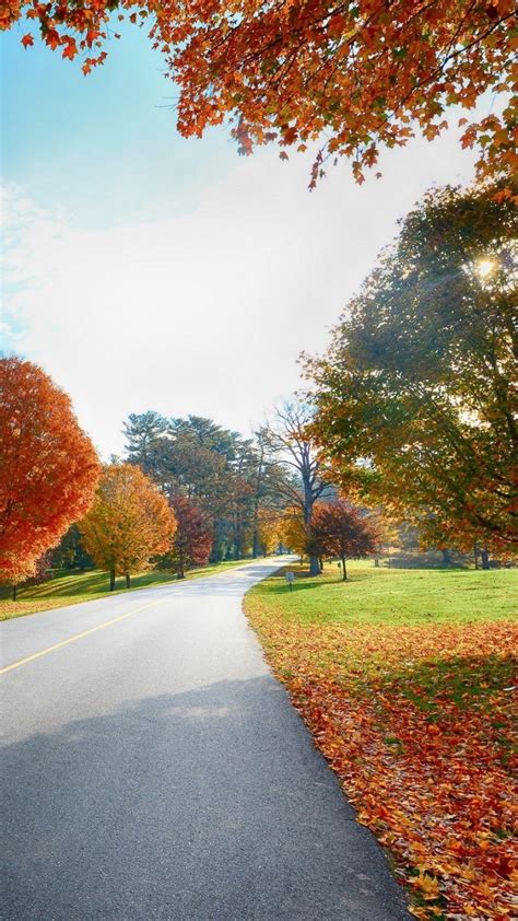 Colourfull Trees Beside Road