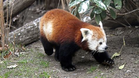 Das Besch Leben Der Roten Pandas Im Berliner Zoo