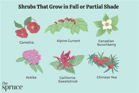 29 Best Shrubs For Shade Gardens