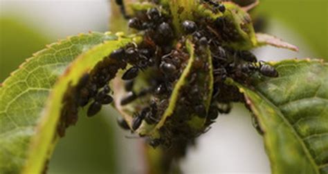 Little Black Bugs On Plants