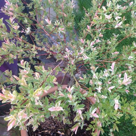 Like all the other willow shrubs, this tree gives out insignificant flowers that appear like catkins. Salix integra 'Hakuro Nishiki' syn S. integra 'Nishiki ...