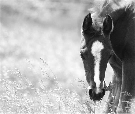 Equine Horse Pony Equestrian Caballo Pferde Equestrian Stallion Gelding