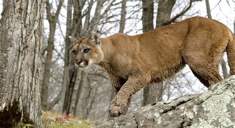 Confirmed Cougar Sighting In Marinette County Antigo Times