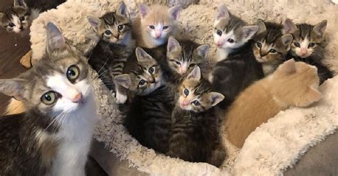 Marvelous Mama Cat Takes On Care Of Second Litter For Ten Kittens