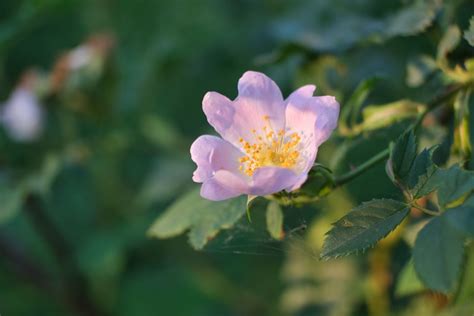 The Basics Of Propagating Wild Roses My Heart Lives Here