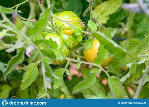 Mary Reynoldâ€™s Orange Tomato Plant Beefsteak Tomato That Still Green