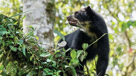 Ecuador Unesco Declaró La Zona De Chocó Andino Como Reserva De La