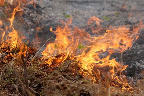 Summer Wildfires Burning In The Forest At Rural Area Of Khon Kae Stock