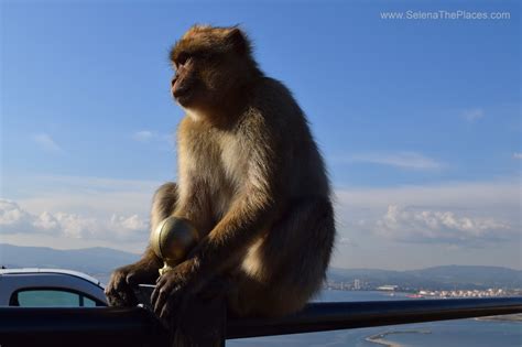 We did not find results for: Oh, the places we will go!: The Macaque Monkeys of Gibraltar