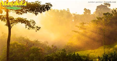 5 Daerah Dengan Hutan Terluas Di Indonesia Niagakita
