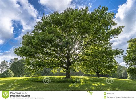 Beautiful Tree On Hill In Spring Stock Photo Image 43869105
