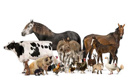 20 Types Of Farm Animals Farmhouse Guide