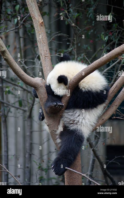 Baby Panda Sleep Tree Hi Res Stock Photography And Images Alamy