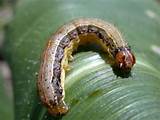 The Army Worm