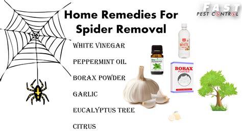 Natural Ways To Keep Spiders Away From Home Make Diy Spider Repellent