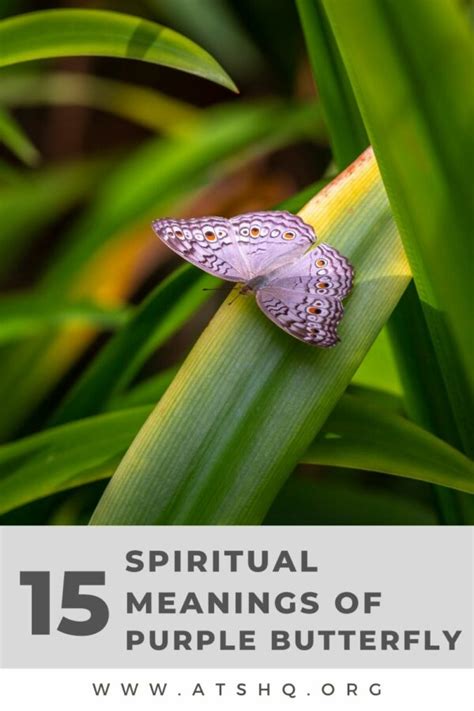Purple Butterfly Symbolism 15 Spiritual Meanings Of Purple Butterfly