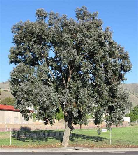 Eucalyptus Polyanthemos Urban Tree Blue Leaves Silver Dollar