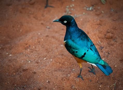 Wild African Blue Bird Allam Jeeawody Flickr