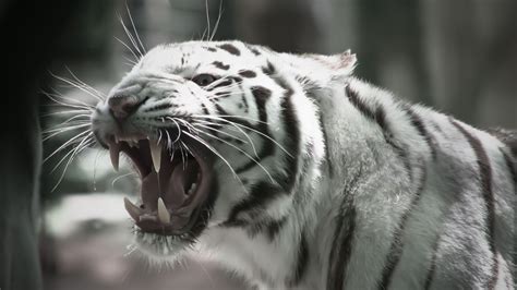 Black And White Tiger Wallpaper 60 Images