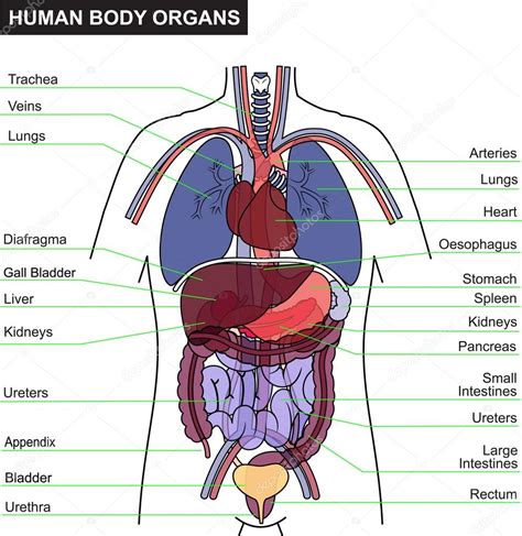 Órgão do corpo humano Vetor de stock de ixies