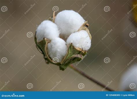 Cotton Bloom In The Field Stock Image Image Of Field 129408305