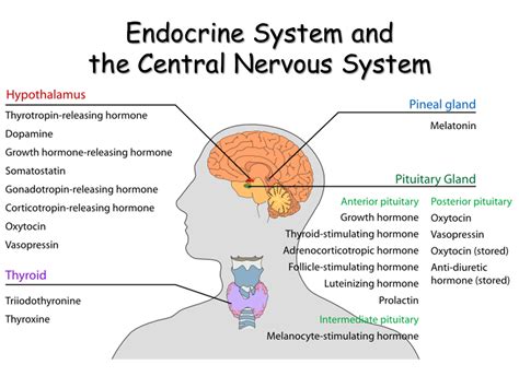 The term autonomic nervous system (ans) refers to collections of motor neurons (ganglia) situated in the head, neck, thorax, abdomen, and pelvis, and to the axonal connections of these neurons (figure 1). Endocrine System - Presentation Biology