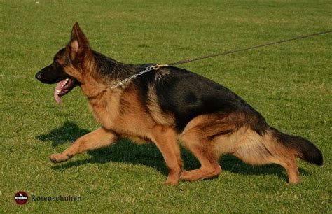 Pin By Richard Omondi On Ritchie German Shepherd Types Of German