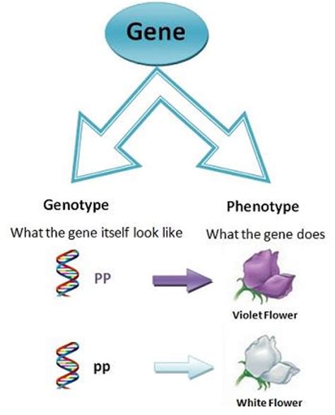 Genotype is the genetic constituent of an organism. GENOTYPE AND PHENOTYPE