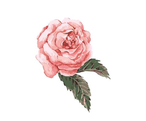 Watercolor Pink Rose Png Free Logo Image
