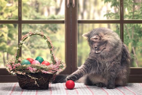 4 Ways To Celebrate Easter With Your Cat Catgazette